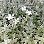 招待所 Casa Vienna 3*