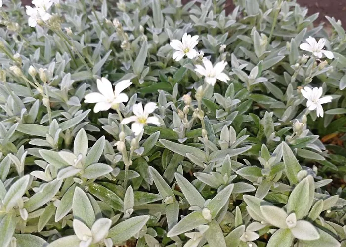 Gæstehus Casa Vienna 3*