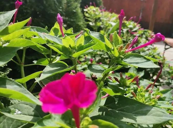 Casa Vienna Gæstehus Eforie Nord